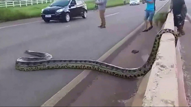 V Brazílii museli zastavit provoz na dálnici kvůli třímetrové anakondě