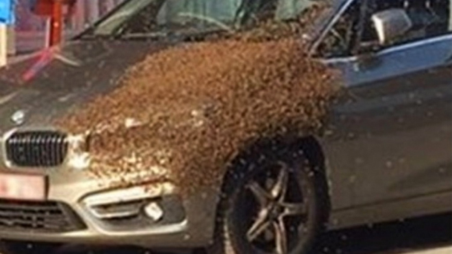 Včely napadly MPV od BMW s předním pohonem. Asi ho též nemohou vystát 