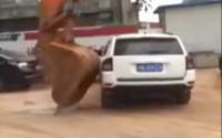 Poučení z Číny: na silnici si nikdy nezahrávejte s bagrem. Ani v BMW 7, ani v SUV (video)