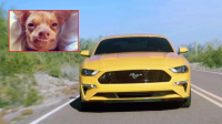 Ford zpackal facelift Mustangu, model 2018 vypadá jak slavný pes