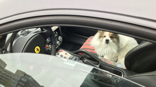 Nizozemec si v Česku koupil ojeté Ferrari, vozí v něm psa