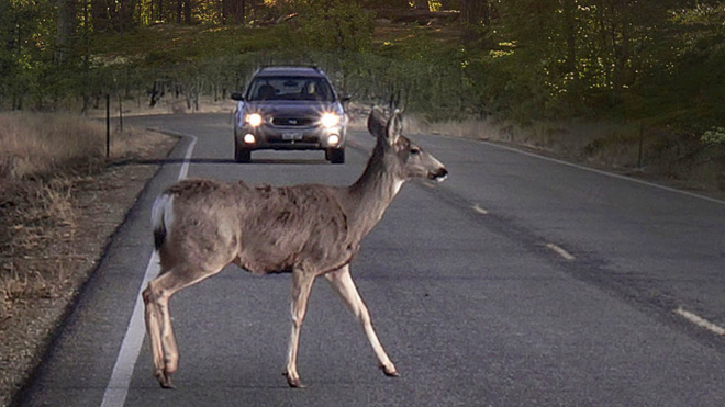 Nizozemci zkouší nové řešení, které má znemožnit, aby vám do cesty vběhla zvěř