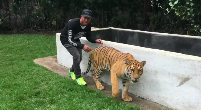 Kdo proboha řekl Lewisi Hamiltonovi, že polekat tygra je dobrý nápad? (video)