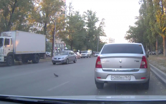 Absurdita chování ruských řidičů: navzájem by se zabili, kvůli holubovi bourají (video)
