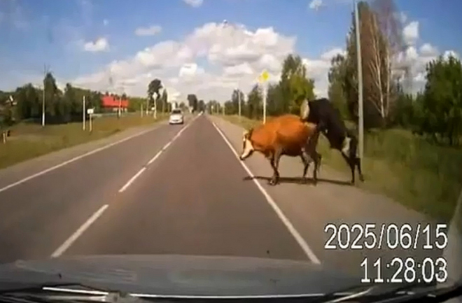 Zasažena v extázi: ruský řidič smetl pářící se krávu (video)