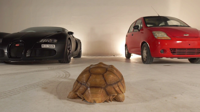 Zvířata si mohla vybírat mezi Bugatti Veyron a Chevroletem Spark. Co zvolila?