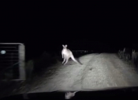 Skippy nemusí být takový kamarád, jak se zdá. Tento klokan zaútočil na auto (video)