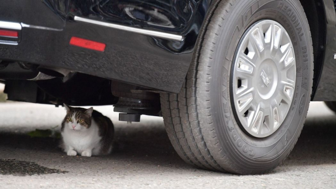 Nedotknutelná kočka zabránila odjezdu pancéřované limuzíny prezidenta Trumpa