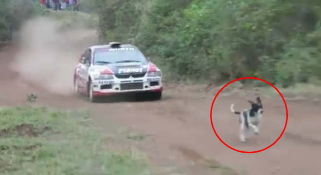 Pes se připletl do cesty závodnímu autu na rallye. Jak přežil, je k neuvěření (video)