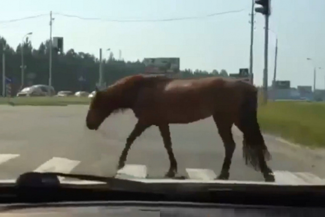 Nejbizarnější momentky z ruských silnic ve 13 minutách (video)