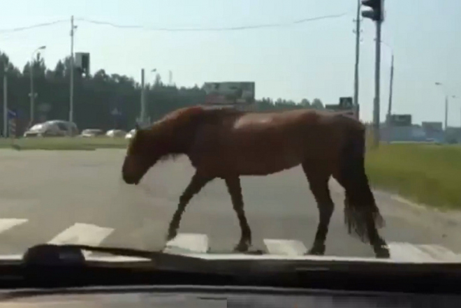 Nejbizarnější momentky z ruských silnic ve 13 minutách (video)