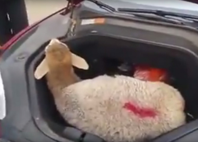 Kazaši vyzkoušeli, zda se do předního kufru Tesly Model S vejde živá ovce (video)