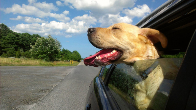 Nenechávejte svého psa při jízdě autem trpět, potížím pro něj i vás lze předejít