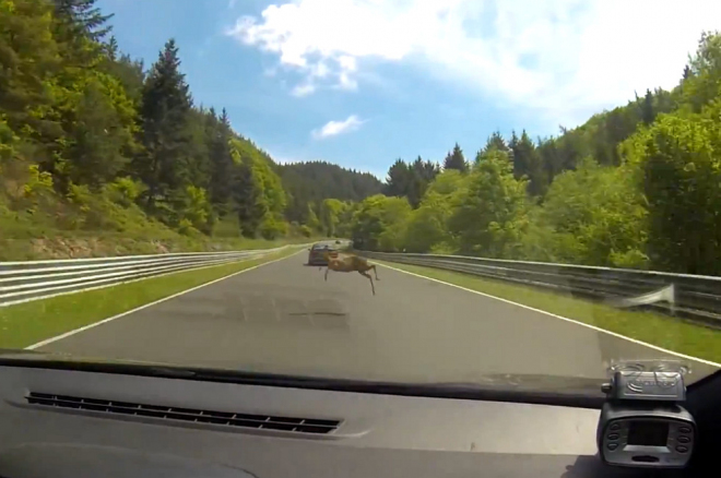 Renault Mégane RS vs. srnka na Nordschleife: předem prohraný souboj pro oba (video)