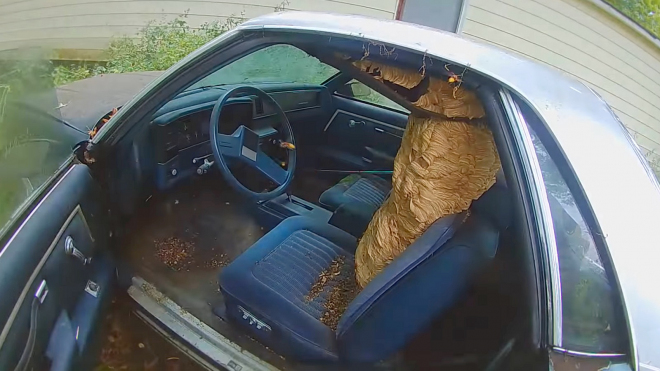 Takhle děsivě to vypadá, když si z vašeho auta udělají domov obří sršni