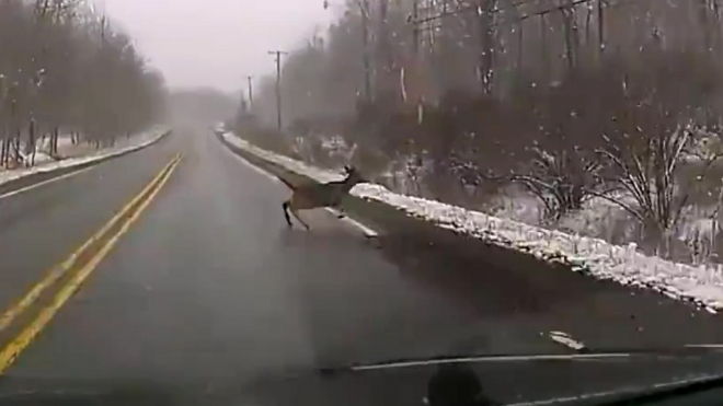 I srnku může na silnici zachránit breakdance, musí si ale věřit (video)