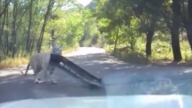 VW jsou lahodnější auta, než si myslíte. Tento tygr se nemohl nabažit Jetty (video)