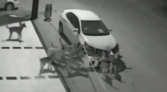 Co teď chutná psům? Auta, ale jen jedné značky (video)