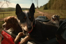 Zakázaná reklama Toyoty ukazuje v plné nahotě absurditu dnešní doby, i čtyřleté dítě přece musí chápat, o co tu jde