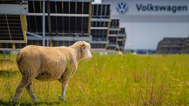 Byznys VW se hroutí, firmu ale nejvíc zajímá, že &bdquo;zaměstnala&rdquo; ovce místo sekáčů trávy