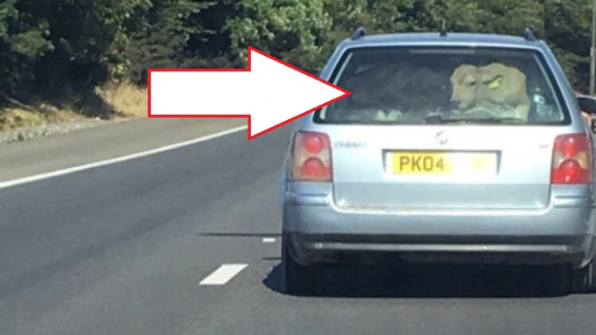 Podívejte se, co někdo vměstnal do kufru Passatu kombi. Teď po něm jde policie