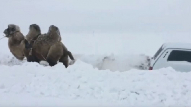 V Rusku je možné vše, auta uvízlá ve sněhu tam vyprošťuje ochočený velbloud